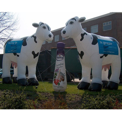Cow 05