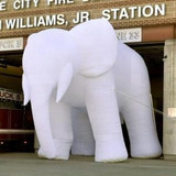 Elephant 29