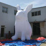 Rabbit 09