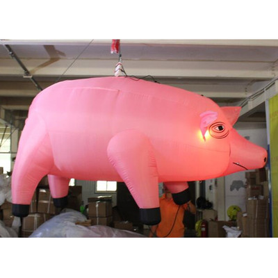 Pig 02