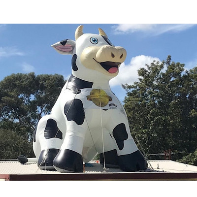 Cow 25