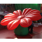 Ground Flower 35