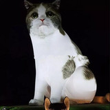 Cat 17