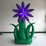 Ground Flower 01