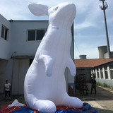 Rabbit 12