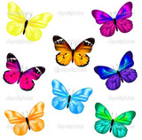 Butterfly 15