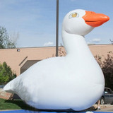 Goose 18
