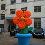 Ground Flower 05