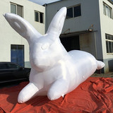 Rabbit 13
