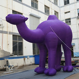 Camel 17