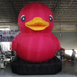 Duck 15