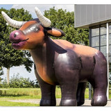 Bull 24