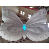 Butterfly 11