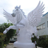 Horse 14