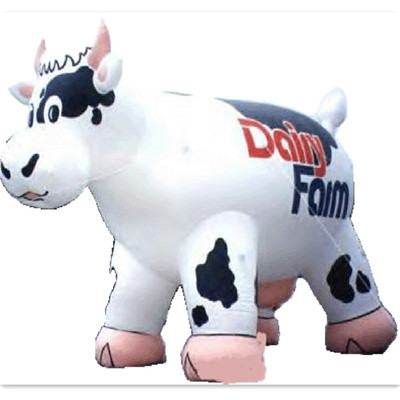 Cow 16