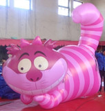 Cat 24