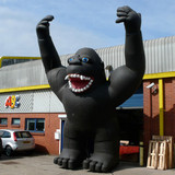 Gorilla 19