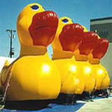 Duck 14