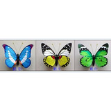 Butterfly 19