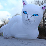 Cat 16