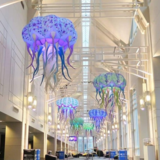 Jellyfish 12