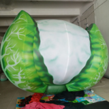Cauliflower 34